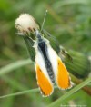 /album/my-local-birding-gallery/orange-tip-no-2-jpg/